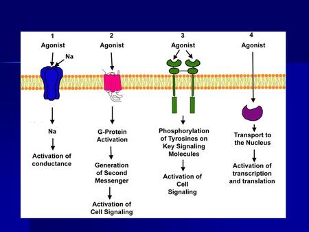 Clucocorticoids. Some characrteristics of synhetic glukocorticoids.