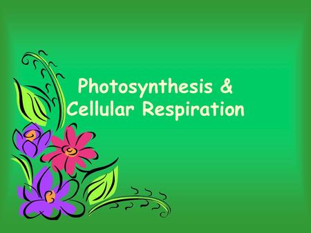 Photosynthesis & Cellular Respiration