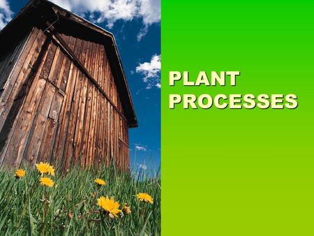 PLANT PROCESSES.