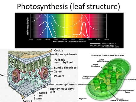 Photosynthesis (leaf structure)