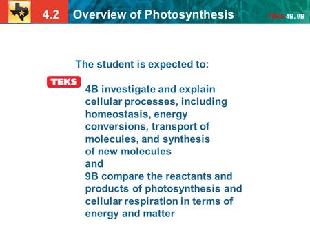 The student is expected to: 4B investigate and explain cellular processes, including homeostasis, energy conversions, transport of molecules, and synthesis.