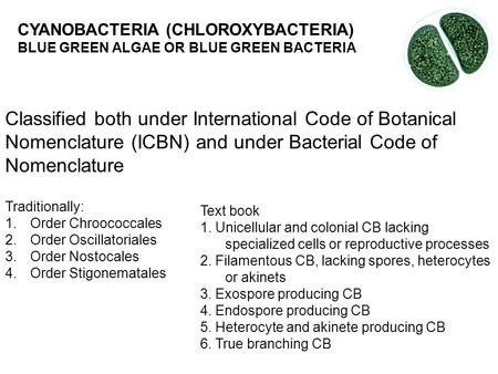 CYANOBACTERIA (CHLOROXYBACTERIA)