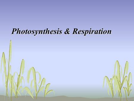 Photosynthesis & Respiration