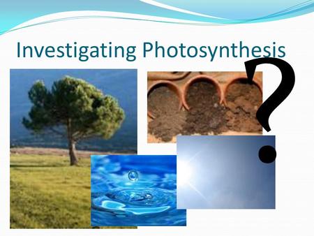 Investigating Photosynthesis