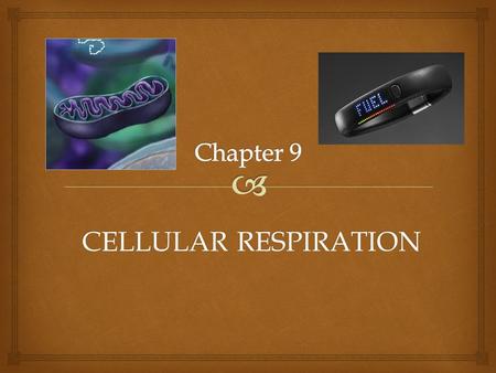 CELLULAR RESPIRATION.   Where do we get our E from?  Food!  Food gives us:  Ability to grow/reproduce  Raw materials  E needed to “use” these materials.