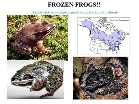 FROZEN FROGS!!