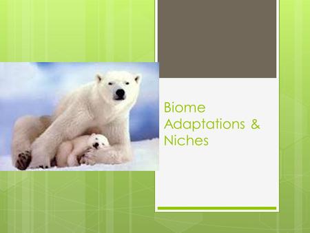 Biome Adaptations & Niches