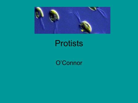 Protists O’Connor. Protists organisms, comprising those eukaryotes that cannot be classified in any of the other kingdoms as fungi, animals, or plants.