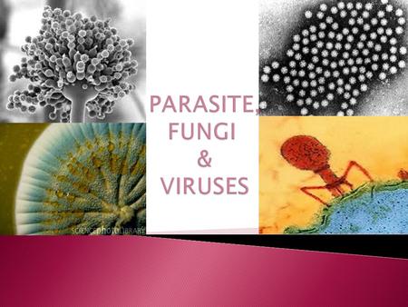 PARASITE, FUNGI & VIRUSES