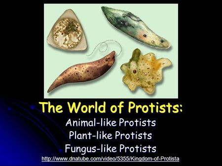 Protists The World of Protists: Animal-like Protists