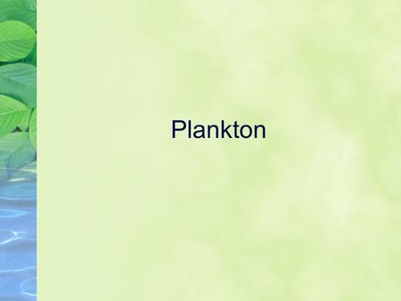 Plankton.