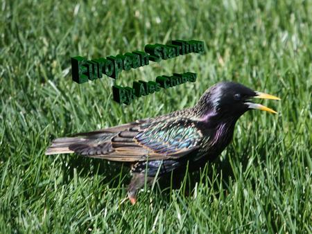 European Starling By: Alec Chubey.