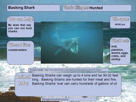 Animal picture here Basking Sharks can weigh up to 4 tons and be 30-32 feet long. Basking Sharks are hunted for their meat and fins. Basking Sharks’ liver.