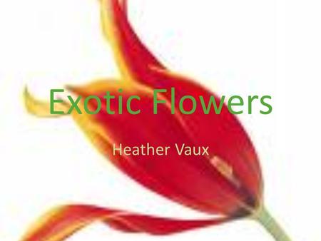 Exotic Flowers Heather Vaux Dutch Amaryllis Palms Anthuriums Gingers Birds of Paradise Calatheas Calla Lily Musas Gardenias Heliconia Pendula Orchids.