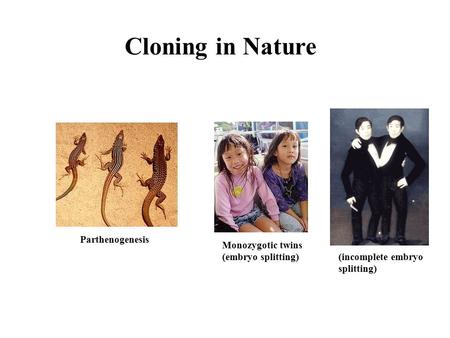 Cloning in Nature Parthenogenesis Monozygotic twins (embryo splitting)