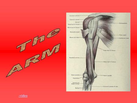 -video. The Hand We will start off at the hand. You will need an understanding of the bones that make up our hand, because they will act as insertion.