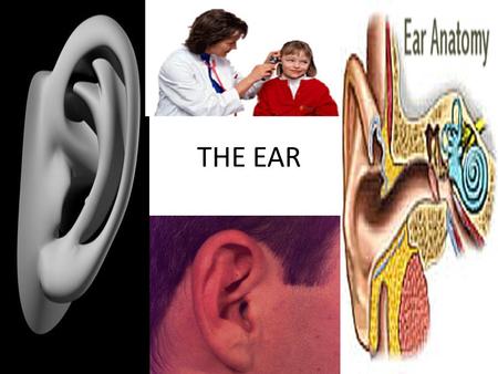 THE EAR.