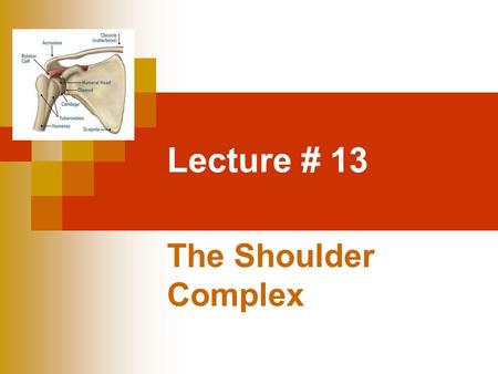 Lecture # 13 The Shoulder Complex.