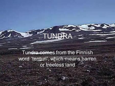 TUNDRA Tundra comes from the Finnish word ‘tenturi’, which means barren or treeless land.