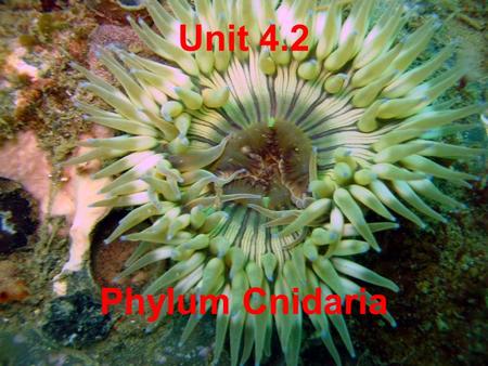 1 Unit 4.2 Phylum Cnidaria. 2 Phylum Cnidaria Radial symmetry Mouth at oral end surrounded by tentacles. One opening into and out of gastrovascular cavity.