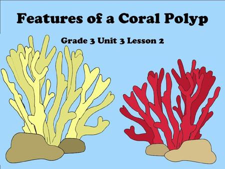 Features of a Coral Polyp Grade 3 Unit 3 Lesson 2.