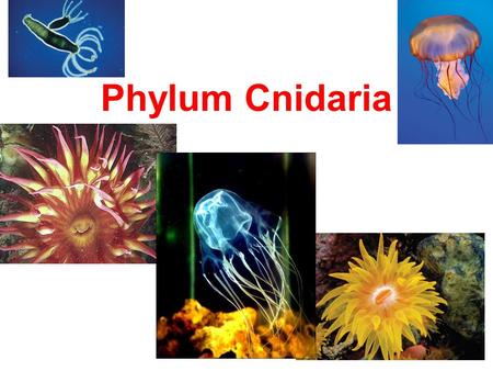 Phylum Cnidaria.