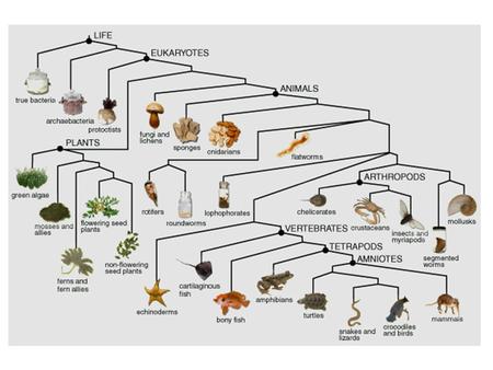 Plant Kingdom Charophyceans Share a common ancestor with land plants Chara Coleochaete.