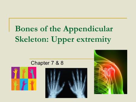 Bones of the Appendicular Skeleton: Upper extremity Chapter 7 & 8.