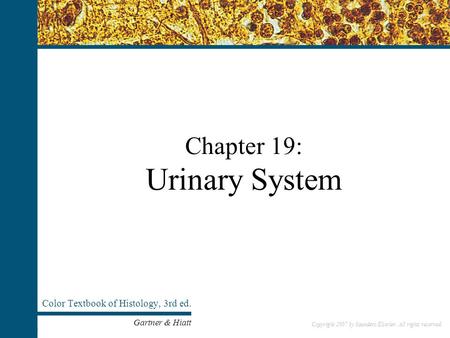 Copyright 2007 by Saunders/Elsevier. All rights reserved. Chapter 19: Urinary System Color Textbook of Histology, 3rd ed. Gartner & Hiatt Copyright 2007.