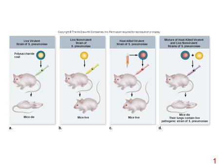 Mice live + Mice die a.b.c.d. Live Virulent Strain of S. pneumoniae Live Nonvirulent Strain of S. pneumoniae Heat-killed Virulent Strain of S. pneumoniae.