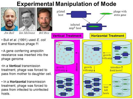 Experimental Manipulation of Mode Bull et al. (1991) used E. coli and filamentous phage f1 A gene conferring ampicillin resistance was inserted into the.