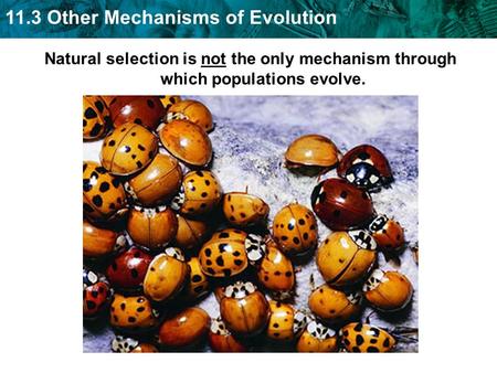 Gene flow is the movement of alleles between populations.