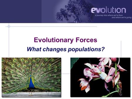 AP Biology 2007-2008 Evolutionary Forces What changes populations?