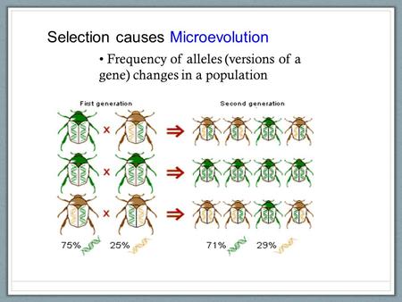 Selection causes Microevolution Frequency of alleles (versions of a gene) changes in a population.