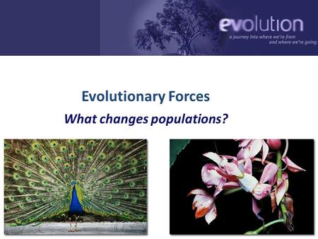 2007-2008 Evolutionary Forces What changes populations?