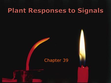 Chapter 39.  Examples of some hormones  Phototropism experiments  Auxin’s mode of action  Apical dominance  Other tropisms  Seed dormancy, germination.