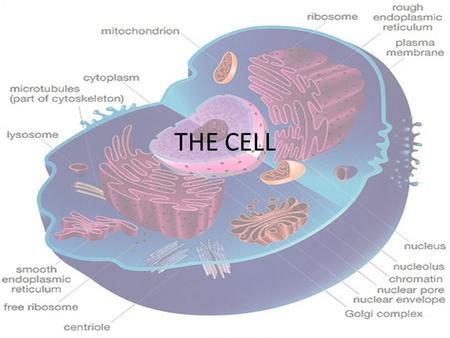 THE CELL. ATOMS MOLECULESCOMPOUNDS ORGANELLES CELLS.