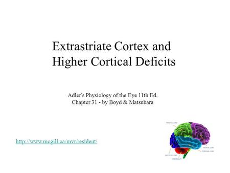 Extrastriate Cortex and Higher Cortical Deficits Adler’s Physiology of the Eye 11th Ed. Chapter 31 - by Boyd & Matsubara