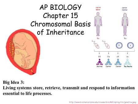 AP BIOLOGY Chapter 15 Chromosomal Basis of Inheritance