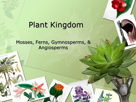 Plant Kingdom Mosses, Ferns, Gymnosperms, & Angiosperms.