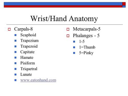 Wrist/Hand Anatomy Carpals-8 Metacarpals-5 Phalanges - 5 Scaphoid