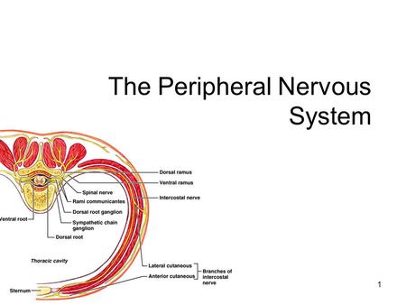 The Peripheral Nervous System