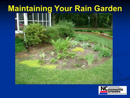 Maintaining Your Rain Garden. You can do better than this!