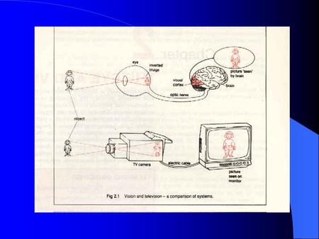 The Eye 5.SEEING LIGHT - THE EYE Cornea -does most of the focusing Iris - Pupil - has the eye color and controls light intensity Lens - the hole in.