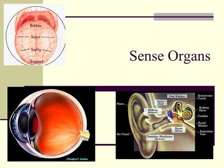 Sense Organs.