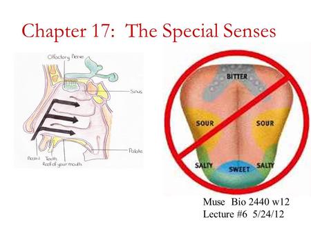 Chapter 17: The Special Senses