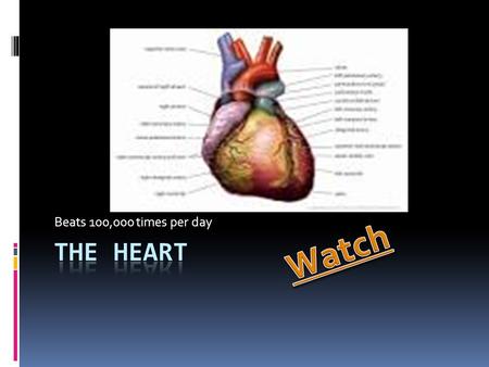 Beats 100,000 times per day. Over 2,000 gallons of blood surges through your body each day How does this tie into our digestion and nutrition unit? Think.