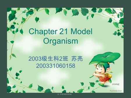 Chapter 21 Model Organism 2003 级生科 2 班 苏亮 200331060158.