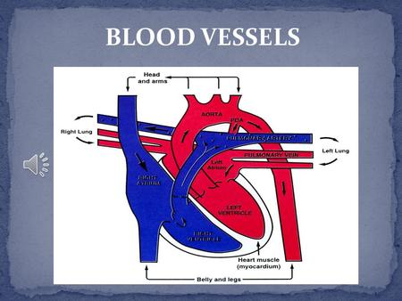 BLOOD VESSELS WHAT ARE BLOOD VESSELS? Blood vessels are intricate networks of hollow tubes that transport blood throughout the entire body.