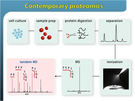 Collision-based methods: Electron-based methods: Primary methods for dissociating peptides Collision-based methods: Ion trap collisional activation.